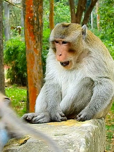 Big leader monkey who responded training his member #rescuemonkey #adorablemonkey #prankmonkey #beautifulmonkey #cutemonkey #lovelymonkey #funnymonkey