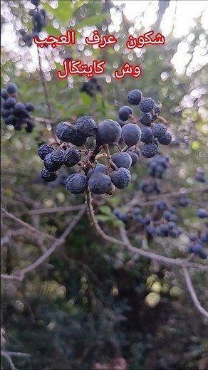 #nature #foret #plantes #plantes_sauvages #photographienature #exploration #aventure #maroc #nature