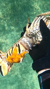 1.6M views · 10K reactions | Did you know female Florida spiny lobsters can carry up to 2.6 million eggs and the bigger the lobster the more eggs she can carry! It was so cool to come across this as we haven't seen it in person yet. Once we realized she had eggs we quickly released her under the same coral head we found her at 咽 *Filmed before the close of the season* #GaleForceTwins | Gale Force Twins | Facebook