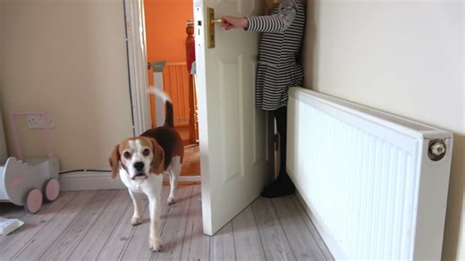 Silly Beagles Playing Hide and Seek with a Little Girl Will Brighten Your Day