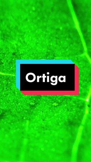 Ortiga bajo el microscopio 🔬