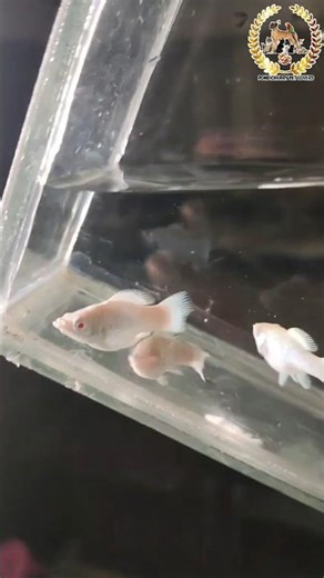 molly fries | molly babies #mollyfish #mollybreedingsetup #guppyfishbreeding