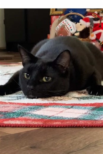 Watch the eyes 👀 #catsoftiktok #blackcats #vecna #strangerthings #fyp