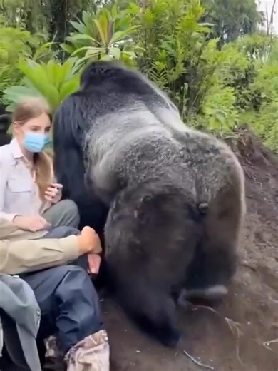 3xmpwzbmrmznedq探险家居然误闯了大力金刚的地盘