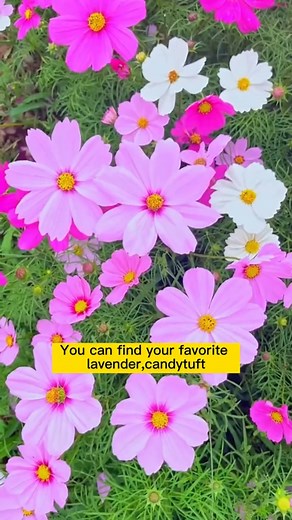 Walang laman ang iyong bakuran? Nakakabagot ba ang iyong balkonahe? 👉 Panahon na para magpalit gamit ang isang pakete ng pinaghalong buto ng bulaklak na may 15-30 uri! Bilhin na ngayon: https://www.bestchoice247.site/flower Ikalat lang ang mga buto, diligan ang mga ito, at sa loob ng ilang linggo, magkakaroon ka ng: ✨ Isang hardin ng "lahat ng lasa" - rosas, lila, dilaw, puti ✨ Humanga sa mga bulaklak araw-araw nang walang masyadong malaking puhunan ✨ Hindi kailangan ng karanasan sa pagtatanim 