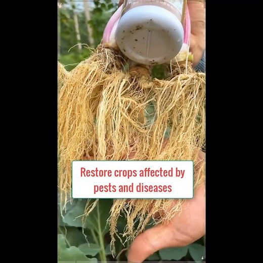 Root stimulator for vegetable plants #fertilizer
