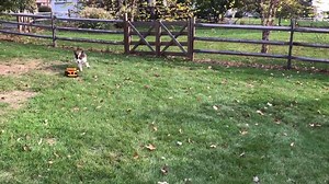 1.2K views · 112 reactions | How to exercise your springer, toddler style! | Mid-Atlantic English Springer Spaniel Rescue | Facebook