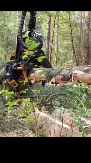 This Machine Makes Tree Cutting Look Effortless!