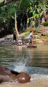 17K views · 287 reactions | #rafting #with #elephant | Bank Mahout | Facebook