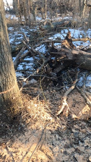 Manipulating my hinge to get this tree to fall where I want it I cut above this wire wrappend around this tree. I end up having to weaken my hinge to get to take and go where I want it | Boys In The Woods