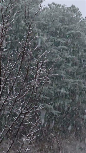 Snowflakes bloom on the trees