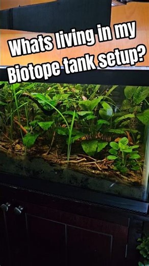 20 gallon long pea puffer tank setup. Stocking ideas for a 20 gallon long.