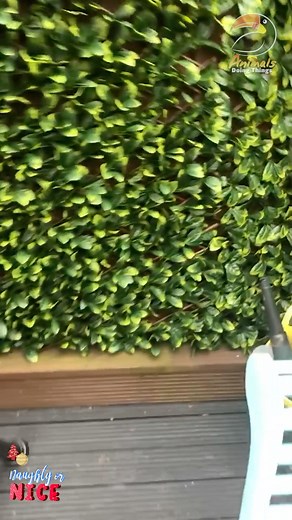 10K views · 66 reactions | Wait for the ending.. Sound on 藍 #animalsdoingthings #doggosdoingthings | Animals Doing Things | Facebook