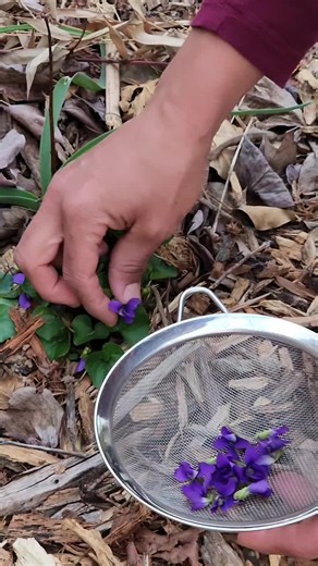 Viola Sororia or common Blue Violet is a native ground cover which has been able to sustain a healthy population by having two methods of seed propagation. Both the leaves and flowers have been used extensively as food and medicine. The leaves are mucilagenous, similar to okra--great for hydrating the digestive tract and treating constipation. Teas are used to soothe a sore throat or dry cough.