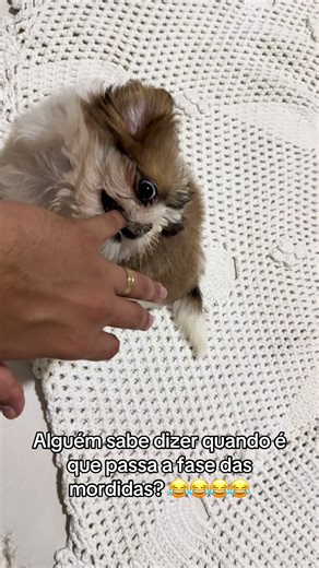 Os dedos não aguentam mais 😂😂😂😂😂❤️ #shitzu #pet #foryou #fyp #filhote