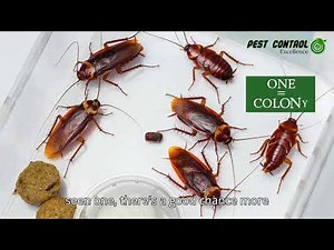 American Cockroaches: How to Identify & Eliminate These Giant Pests!