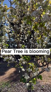 Nashi Pear Tree is blooming | Farm Life in Australia “Dai Meraflor”
