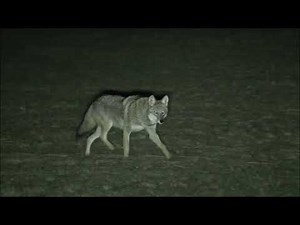 Coyote's Night Hunt: Watch How They Stalk and Kill! #shorts
