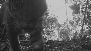 Tigers need huge areas of forest to survive. With the threat of poaching and habitat loss, it’s important to ensure protected areas for them that are well managed. But - how do we know if they are managed well? To find out, catch the national premiere of ‘Securing a Safe Haven for the Malayan Tiger’ at the Roar For Life Eco Festival on Sunday 31 July. Register today: www.roarforlife2022.info Organised by WWF-Malaysia in partnership with Maybank, the event starts at 4.00pm on Sunday 31 July 2022 