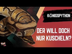 Ball Python Wants to Cuddle?! – New Study Sparks Debate 🐍🔥 | Reptil TV