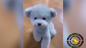 爆笑！おもしろ動物動画集！No.１４