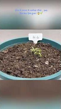 बीज से उगाया ये अनोखा पौधा… 340 दिन बाद ऐसा हुआ! 😱🌱|#shorts