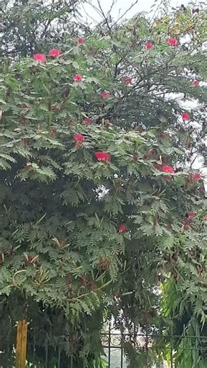 That soft, pale light of the late day sky. ✨