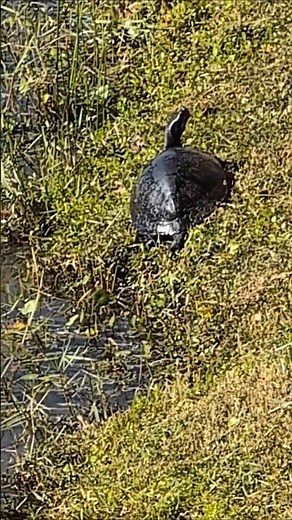 Florida Red Bellied Cooter in Grass & 2 Soft Shelled Turtles in Lake at Solary Park! Oviedo