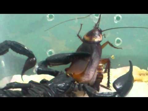 Scorpion eating cockroach