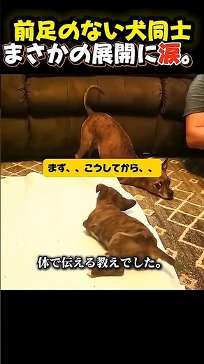 障害犬が、障害犬に歩き方を教えた!😭 #大型犬のいる生活 #犬のいる生活