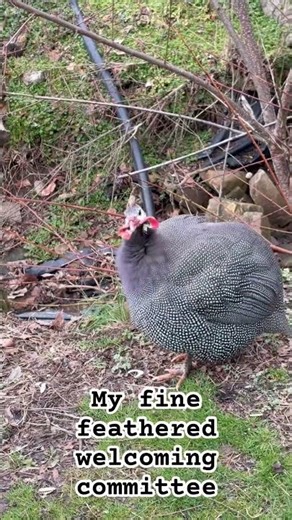 Rural hospice nursing friends#hospicenurse,#rurallife,#guineafowl,#animalfriends,#ruralnursing