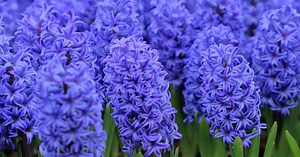 Everything you need to know to grow amazing autumn flowering bulbs