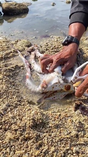 Pulling a Trumpetfish Out of an Octopus! 😱🐙🐟
