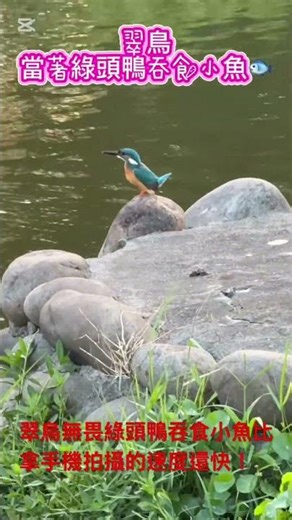 翠鳥無畏綠頭鴨吞食小魚比拿手機拍攝的速度還快！ #生態 #自然 #birdsong #birds #觀鳥 #翠鳥 #綠頭鴨 #青年公園