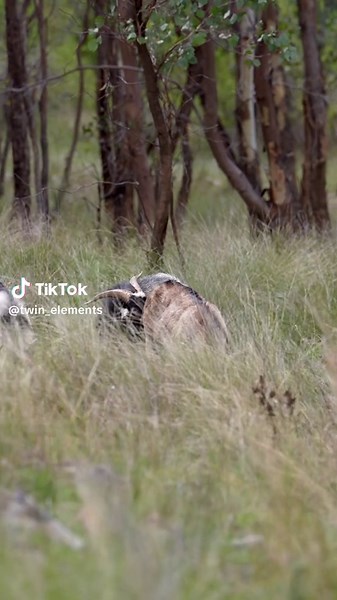 Wild Billy goat is rutting and does the flehmen response #goat #billy #nature #animals #wildlife #australia #goats #feralgoats #wildgoats #wildanimals