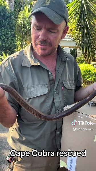 Cape Cobra Rescued by Boland Snake Removals 24/7