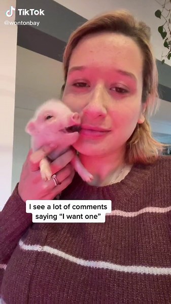 Adorable Mini Pigs: Small in Size, Big on Cuteness!