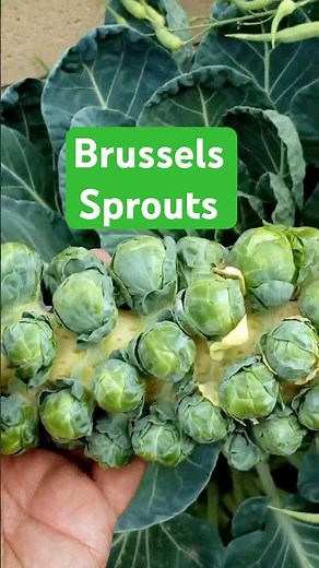 How to Grow Brussels Sprouts in Your Fall Garden | Quick Tips