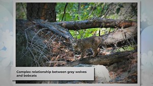 Do Gray Wolves Eat Bobcats? (Short Informative Video)