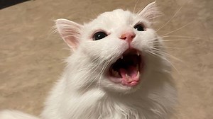 Meowing meme star Thurston Waffles has suddenly died, heartbroken owner reveals