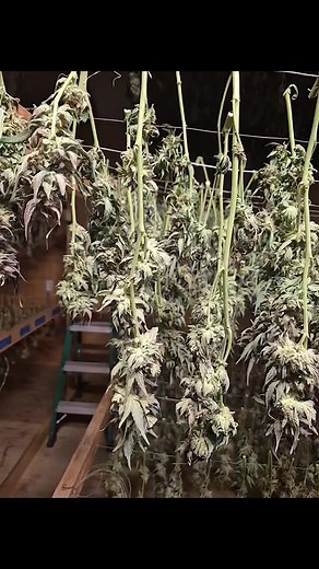 🌱💚🌿💚🌲💚🌿💚🌱 "Moving right along (in the process of processing our crop) in search of good times & good news..." ~ The Muppet Movie | Martyjuana