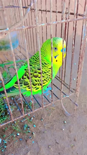 Budgies Chirping: Soothing Budgerigar Sounds