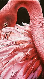 Throw back to an old oil painting of a flamingo I did in 2018 (I think). I’ve been a big believer of sticking to the art that you love as an artist, rather than creating work that you think others will love. Adapting the finer details around that to fit the economical situation is key to survival as a business, but maintaining your core passion is what will keep you from losing your way. The first few years of running my art as a business saw me fall into despair many times as I focused on creat