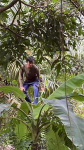 Joran sampai patah😱 | Doboy joss