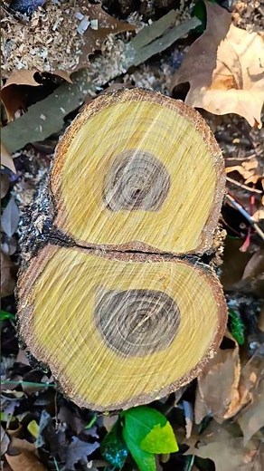 Tree, tree, tree #tree