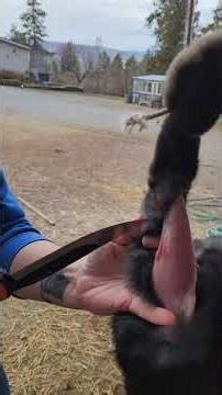 Processing a Meat Rabbit on the Homestead - Part 1 (Skinning Only)