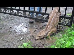 Baby Animals Saved & Returned to their Mothers