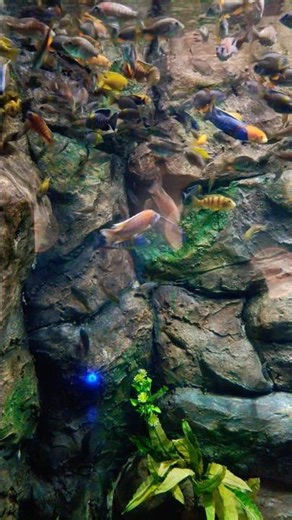 Malawi cichlids #shorts #viral #trending #fish