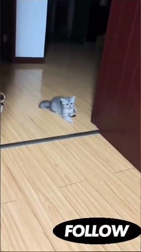 قطة محتاجة ضبط زوايا😂🐈‍⬛ #لايك