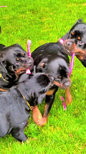 Buckeyerotts on TikTok